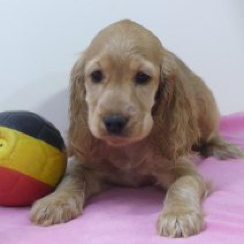 Engelse Cocker - Belgische pups