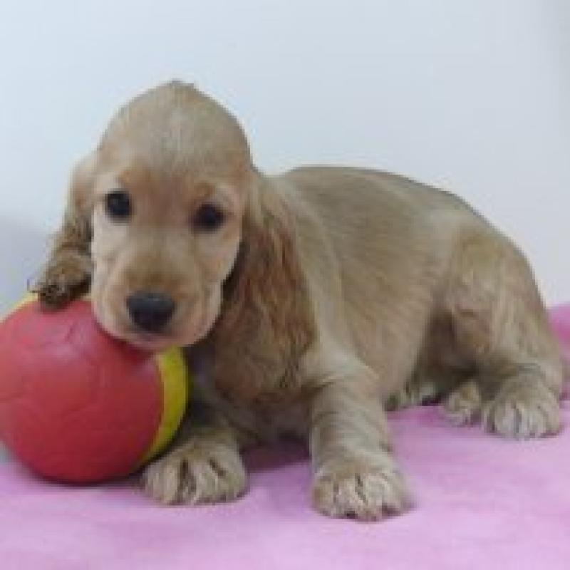 Engelse Cocker - Belgische pups