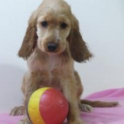 Engelse Cocker - Belgische pups