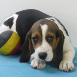 Beagle - Belgische pups te koop