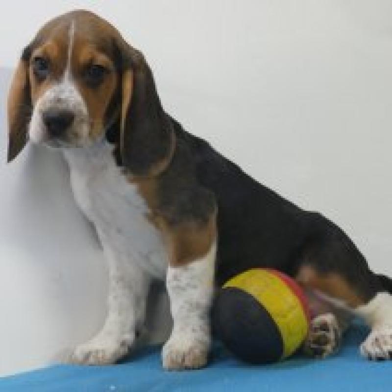 Beagle - Belgische pups te koop