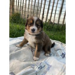 Berner sennen x schotse collie pups