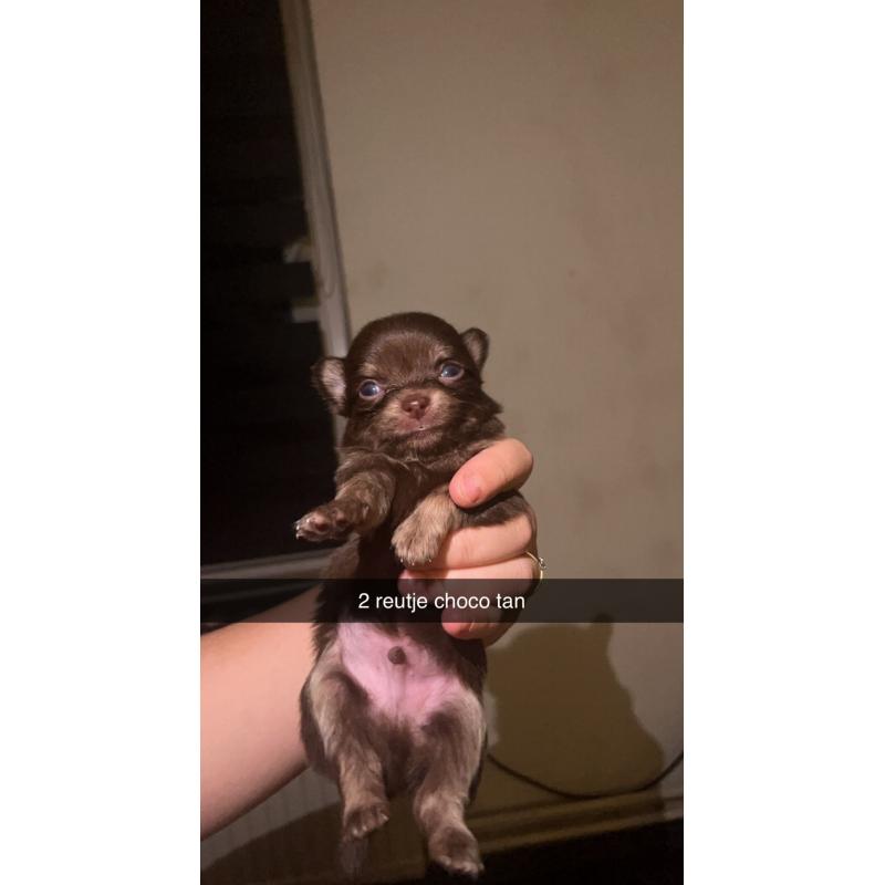Chihuahua pups