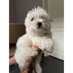 Mini maltezer
