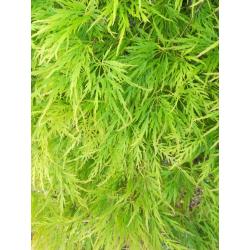 Prachtige groene Esdoorn - Acer
