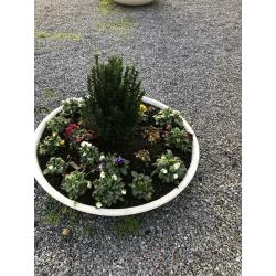 KLIMPLANTREKKEN DRAADREKKEN PLANTENREK DRAADZULEN
