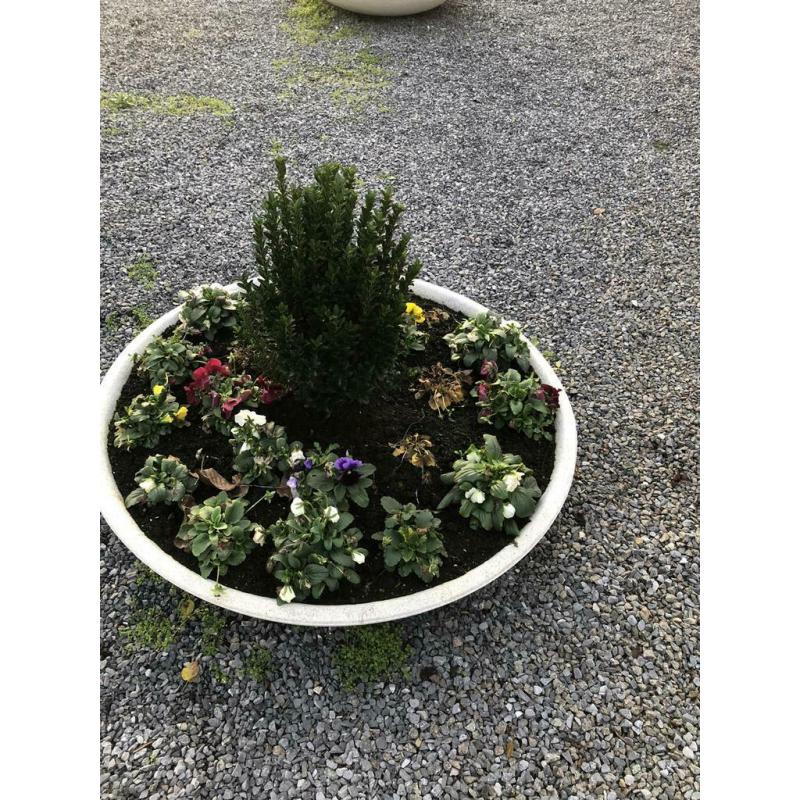 KLIMPLANTREKKEN DRAADREKKEN PLANTENREK DRAADZULEN