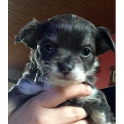 chihuahua reutje