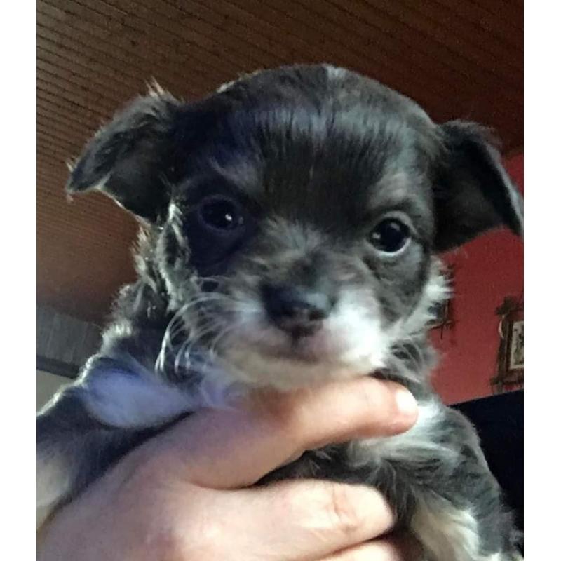 chihuahua reutje