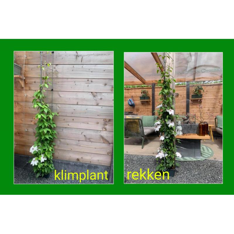 KLIMPLANTEN op terras tegen tuinschermen en tuinschuttingen