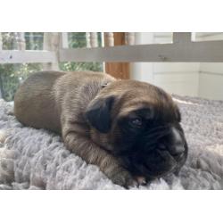 Cane Corso Pups