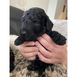 Te koop, prachtige labradoodle pups