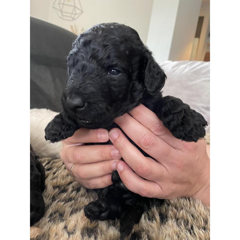 Te koop, prachtige labradoodle pups