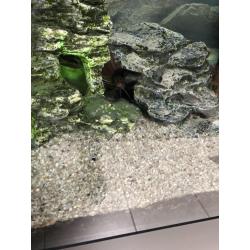 Aquarium te koop