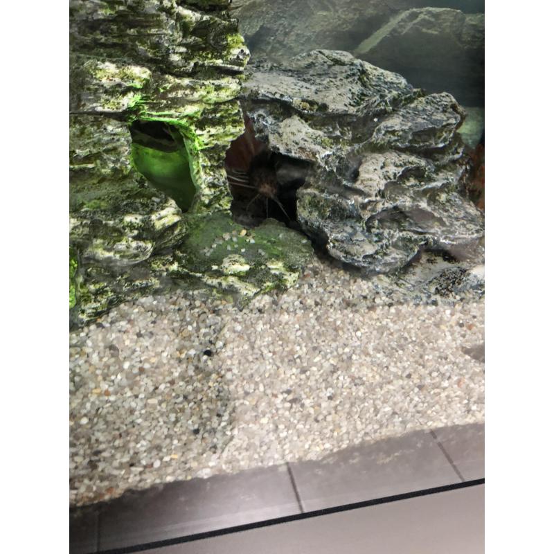 Aquarium te koop