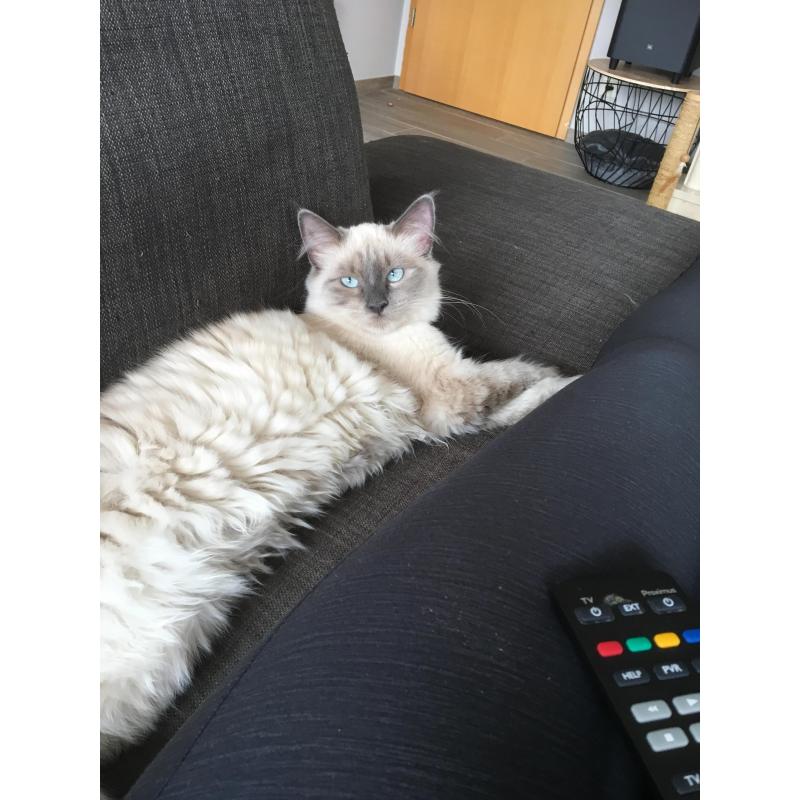 6 maand oude kittens