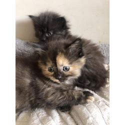 Siberische boskat kittens