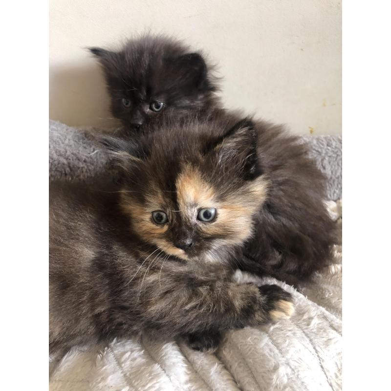 Siberische boskat kittens