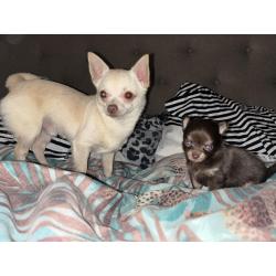Chihuahua pups