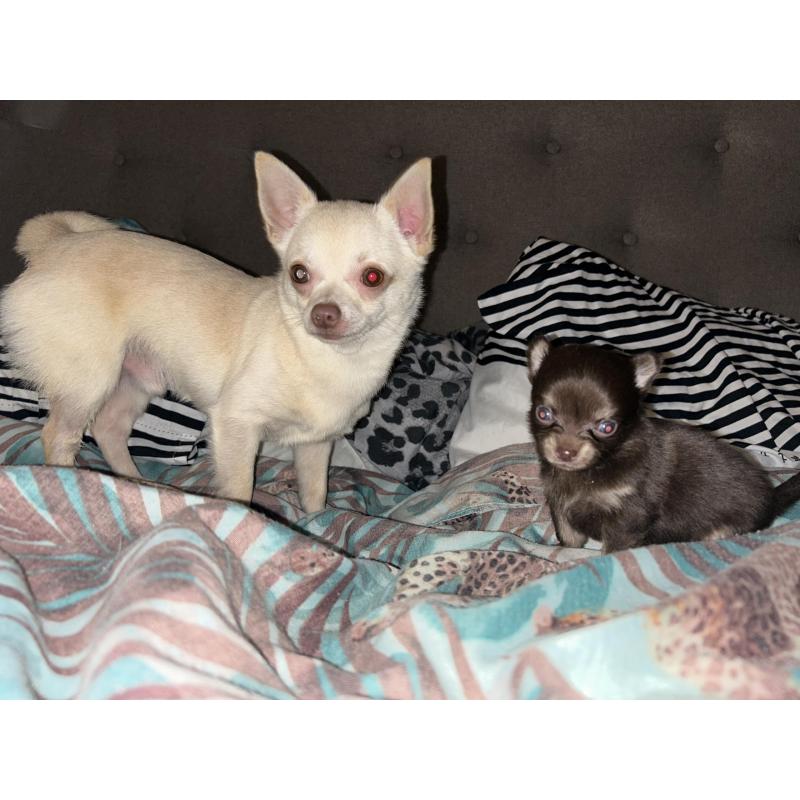 Chihuahua pups