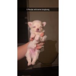 Chihuahua pups