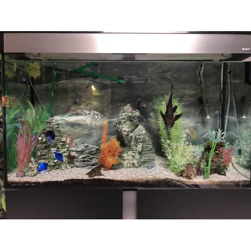Aquarium te koop