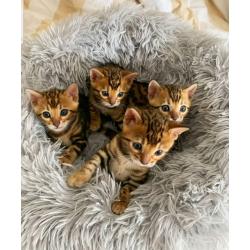 Mooie bengaalse kittens voor adoptie..