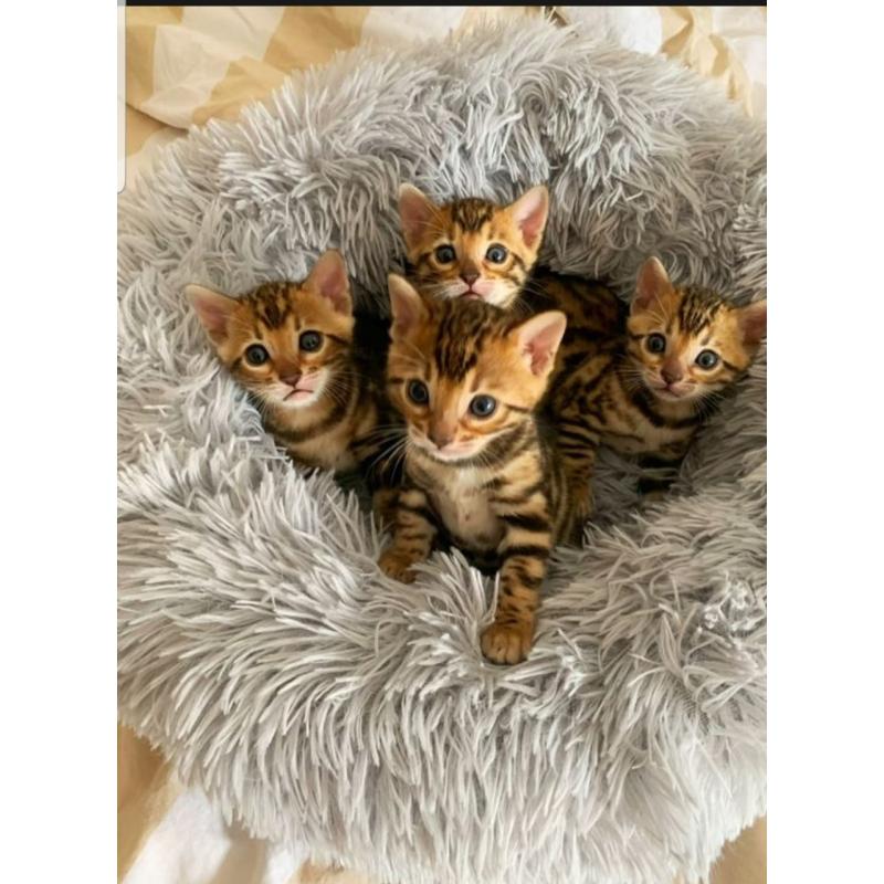 Mooie bengaalse kittens voor adoptie..
