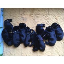 Puppy’s Flatcoated retriever