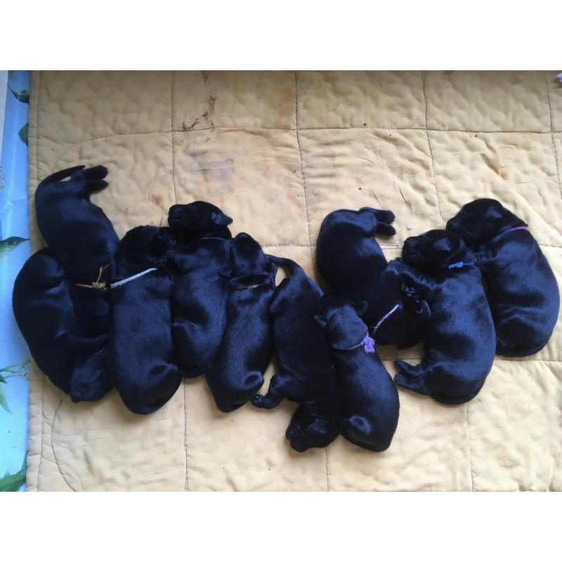 Puppy’s Flatcoated retriever
