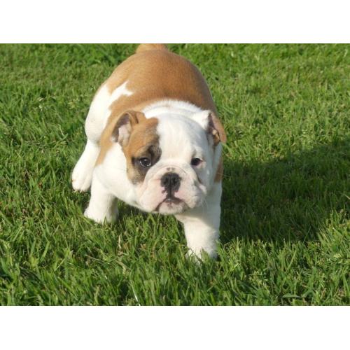 Mooie Engelse Bulldog pups beschikbaar.