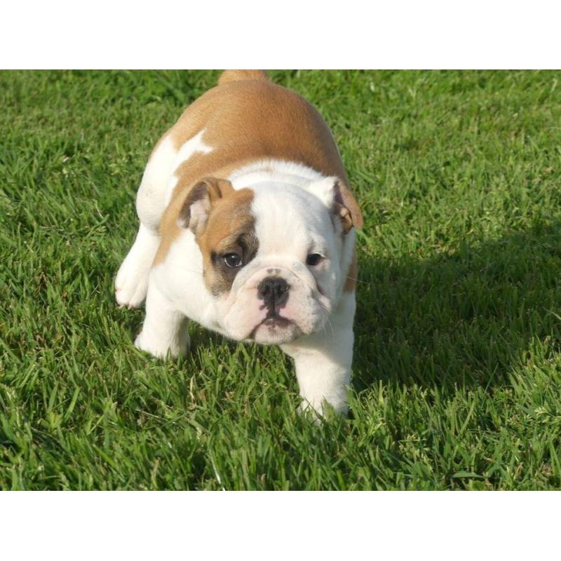 Mooie Engelse Bulldog pups beschikbaar.