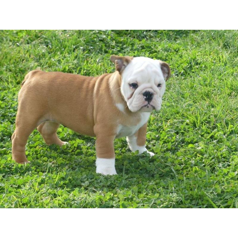 Mooie Engelse Bulldog pups beschikbaar.