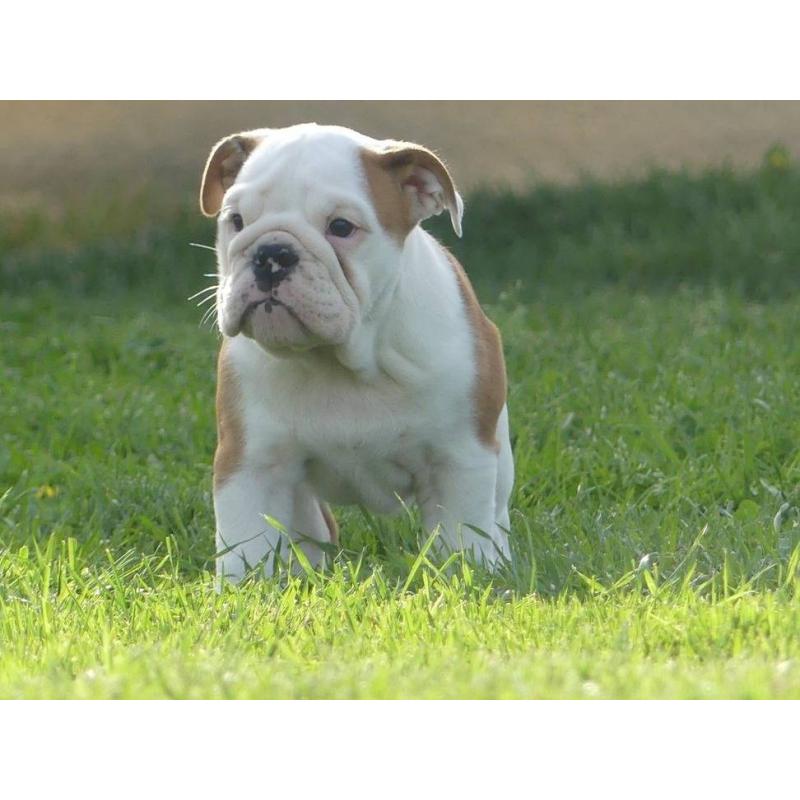 Mooie Engelse Bulldog pups beschikbaar.