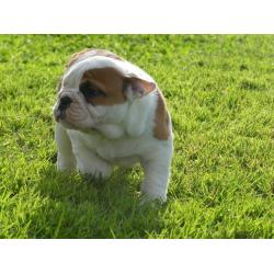 Mooie Engelse Bulldog pups beschikbaar.