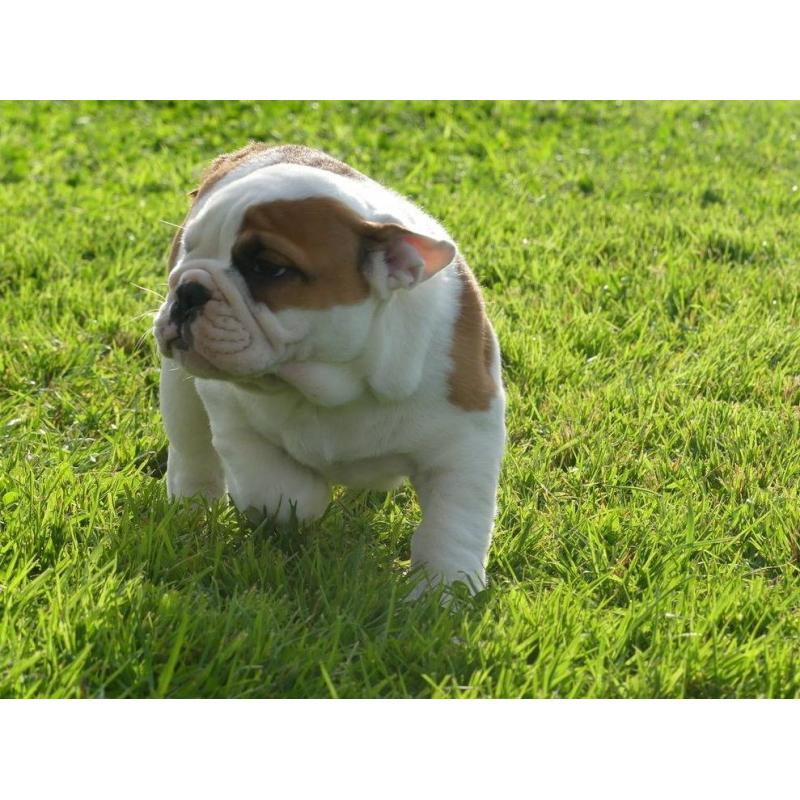 Mooie Engelse Bulldog pups beschikbaar.