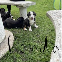Grote zwitserse sennen hond pups