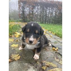 Berner sennen x schotse collie pups