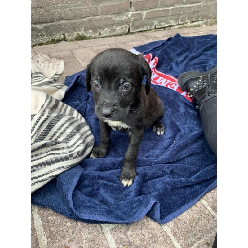 Kruising Newfoundlander , xl bully pups