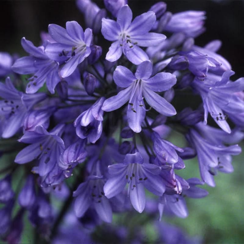 AGAPANTHUS AFRICANUS 'BIG BLUE' 10 zaden € 0,70