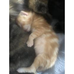 Siberische boskat kittens