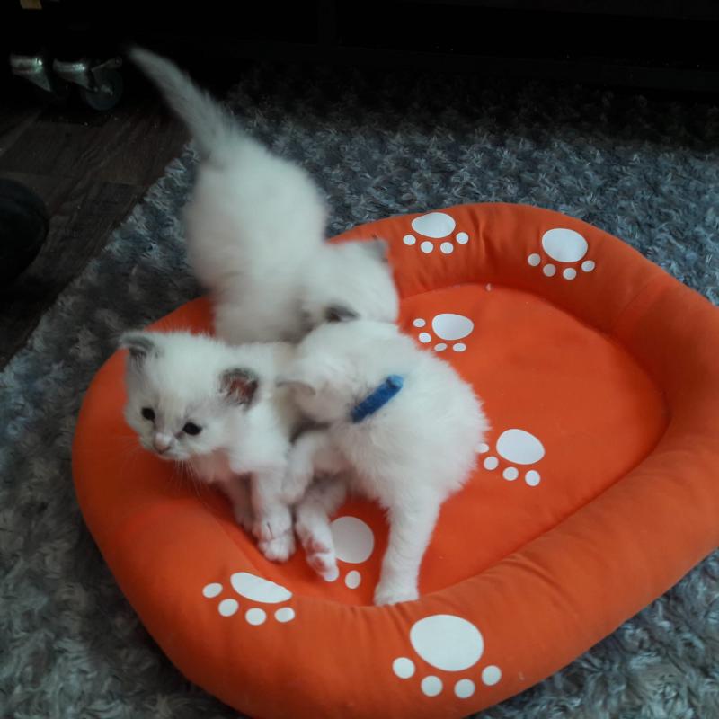 Kitten heilige birmaan