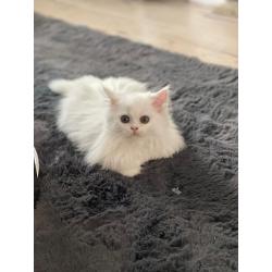 Perzische exotic kittens te koop met stamboom