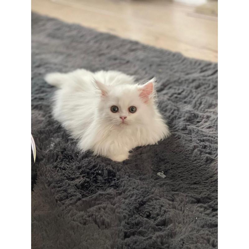 Perzische exotic kittens te koop met stamboom