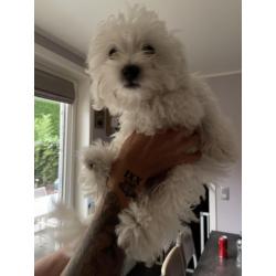 Mini maltezer