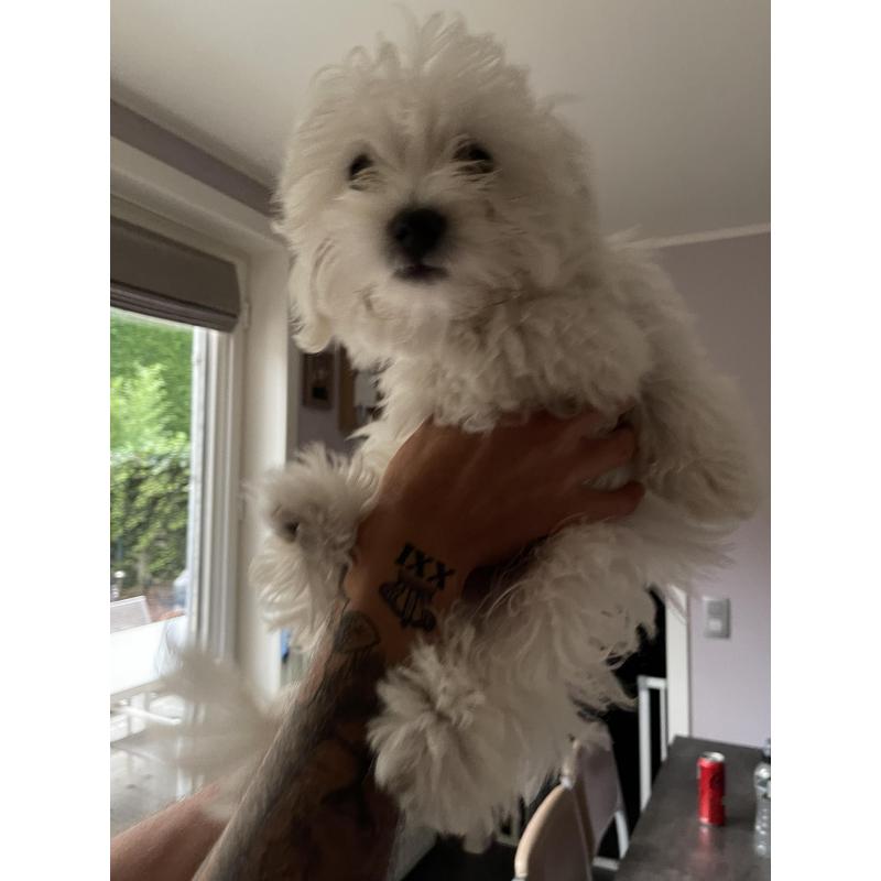 Mini maltezer