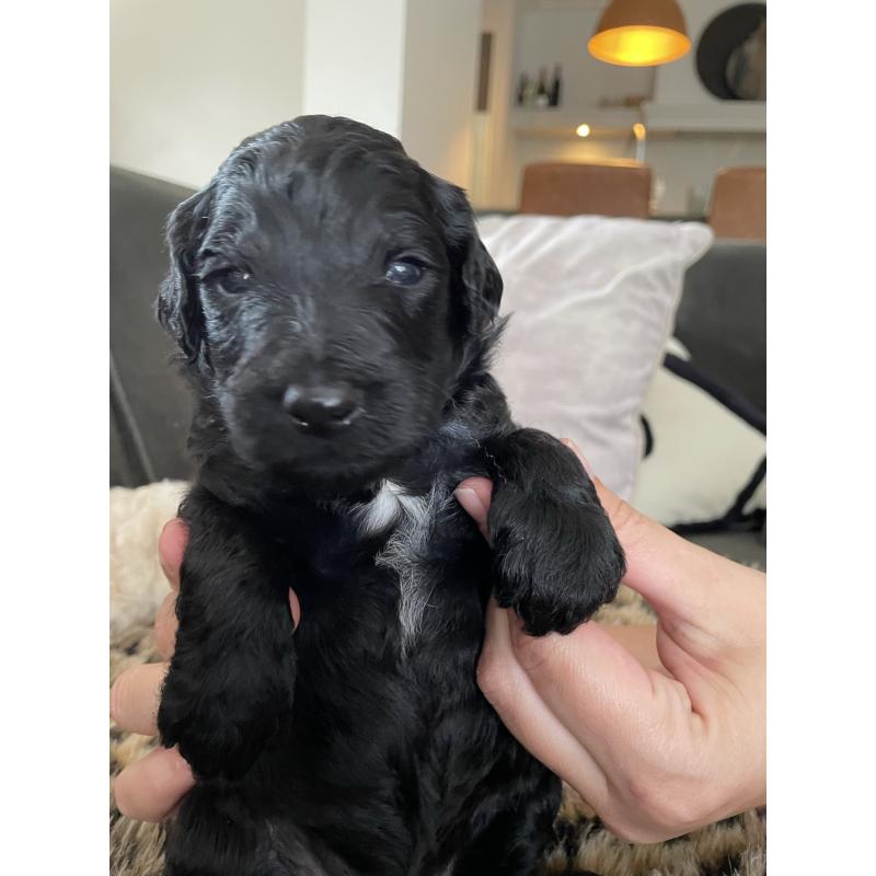 Te koop, prachtige labradoodle pups