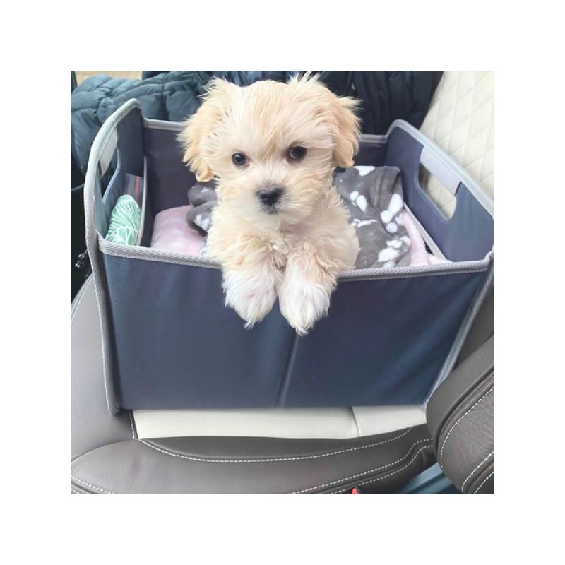 Lieve Maltipoo-puppy's, thuis opgevoed