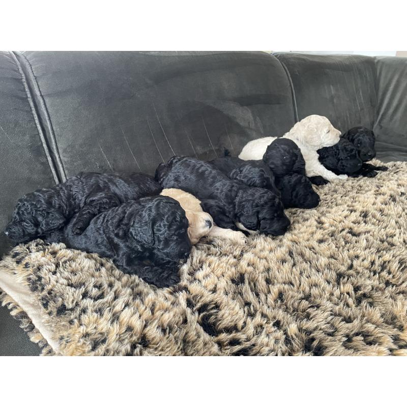 Te koop, prachtige labradoodle pups