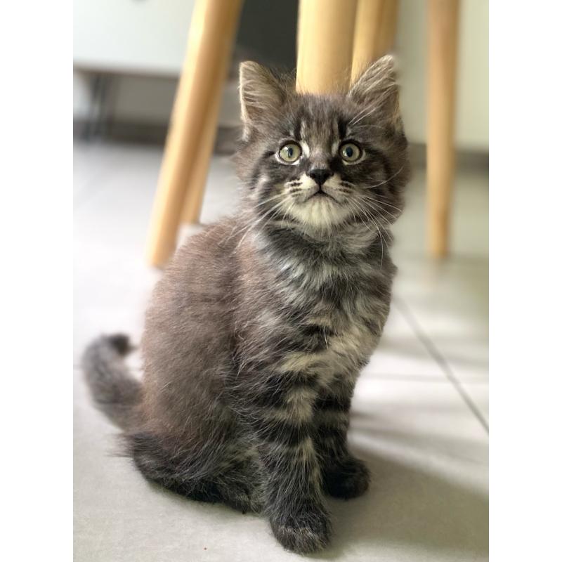 Maine coon kitten 650€
